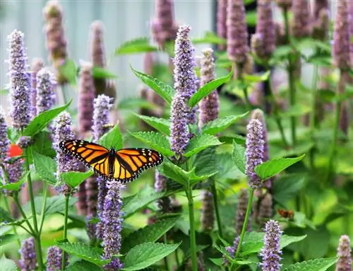 Growing and caring for hyssop: tips for vigorous growth