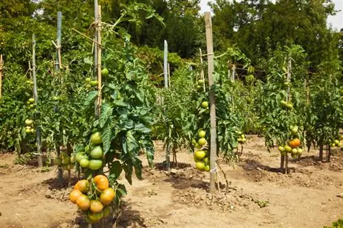 Sadilna razdalja za paradižnik: zakaj je tako pomembna?