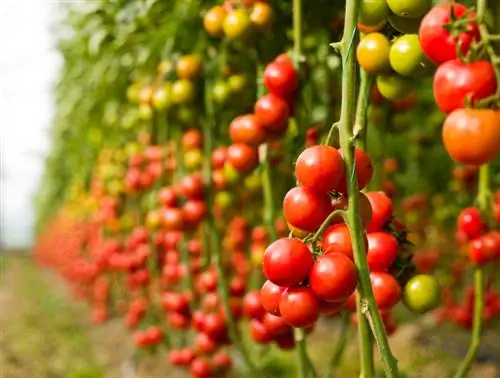 Tomaten laten groeien