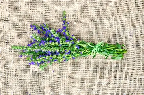 Hyssop pruning