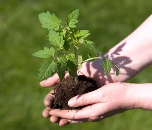 Which soil for tomatoes?