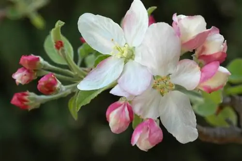 Apple tree self-pollinating