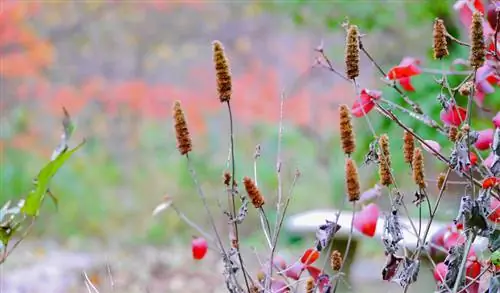 Sembrar hisopo en el jardín: instrucciones y consejos