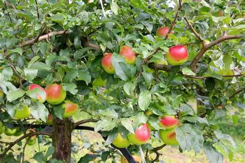 Determine apple tree