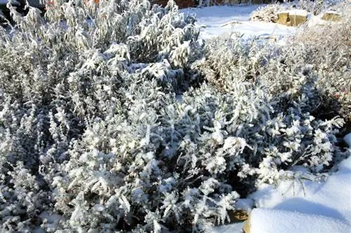 Issopo in giardino: resistente e facile da curare