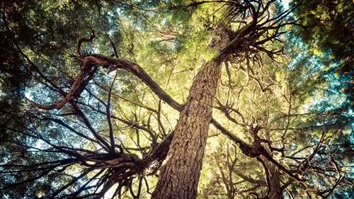 Hemlock pruning