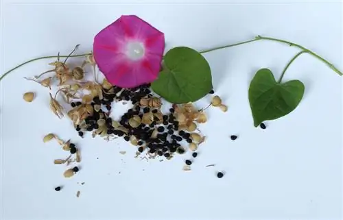 Morning glory seeds: Ganito mo palaguin ang namumulaklak na akyat na halaman