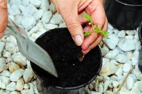 Tomaten correct prikken: instructies voor gezonde planten