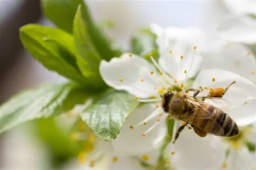 Apple tree pollination