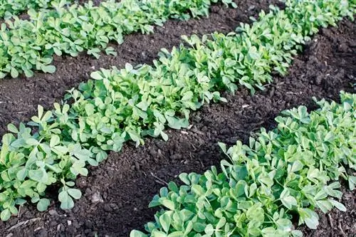 Dyrking av bukkehornkløver: når skal man så, plante og høste?