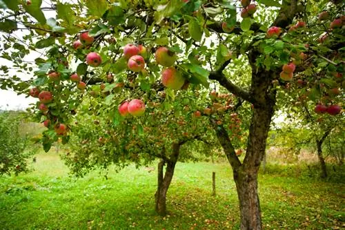 Uitlopers van appelbomen