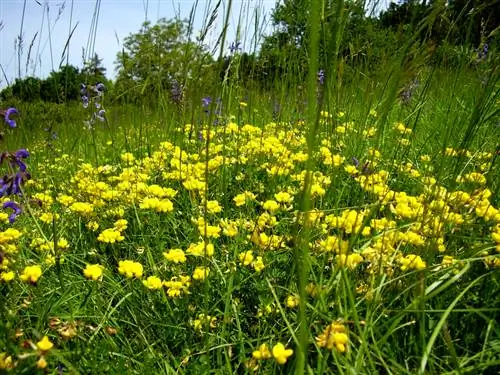 Horn trefoil: poisonous or beneficial? The amazing facts