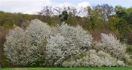 Groei van de kersenboom