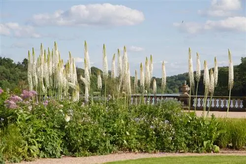 Candela della steppa in giardino: la cura diventa facile