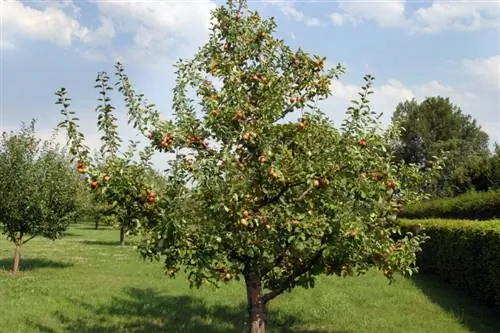 Suksesvolle oorplanting van 'n appelboom: Dit is hoe dit werk