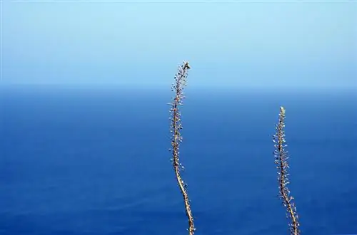 Vela de estepe: planta resistente para flores impressionantes