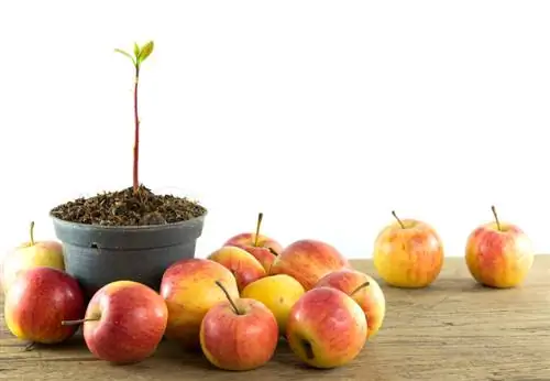 Apple tree rootstock: This is how it influences growth and harvest