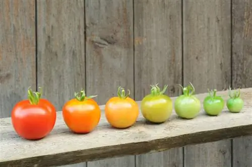 Tiempo de maduración del tomate