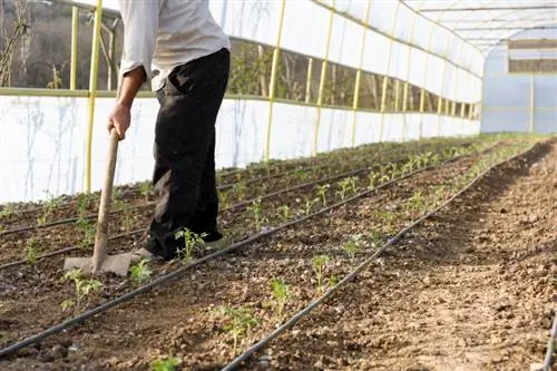 Plantando tomates do mato