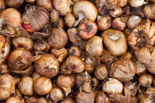 Gladiolus perenn: skötsel, plats och övervintringstips