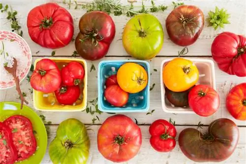 El cultivo del tomate de forma fácil: paso a paso hacia el éxito