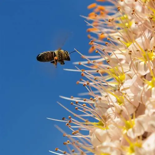 La candela della steppa non fiorisce: possibili ragioni e soluzioni