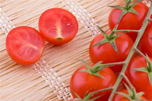 Growing cocktail tomatoes successfully: tips & tricks