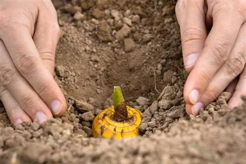 Plantar gladiolos: así se consiguen flores exuberantes