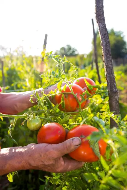 Najlepsze odmiany pomidorów wołowych: aromatyczne i wysokowydajne