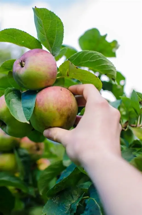 Kweek 'n appelboom: Dit is hoe jy dit uit 'n kern kan groei