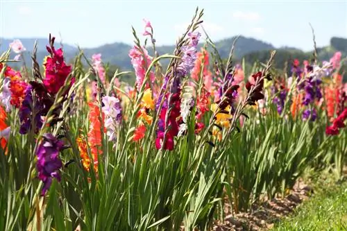 Gladioli yang lapar matahari: petua untuk lokasi yang sempurna