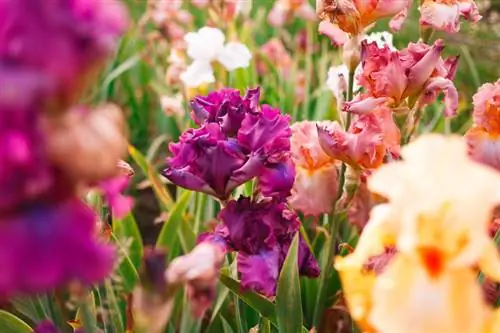 Glaïeul après la floraison