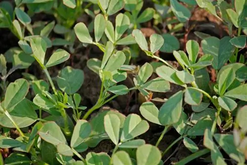 Kupanda fenugreek