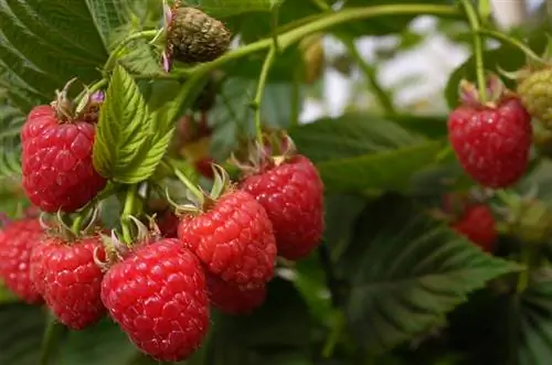 Raspberries መምረጥ