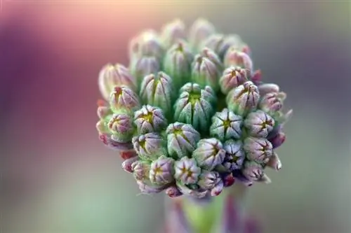 Houseleek: Özel gereksinimleri olan dayanıklı bitki