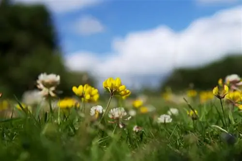 Horn trefot i plenen: Hvordan blir jeg kvitt det effektivt?