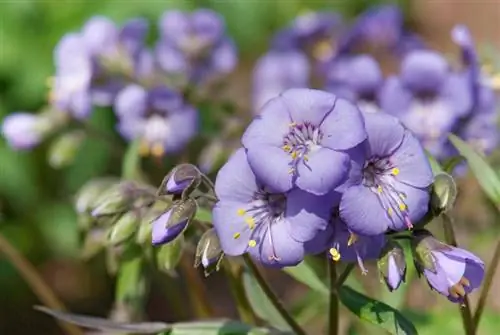 Hardy Jacob's Ladder. խորհուրդներ խնամքի և գտնվելու վայրի համար