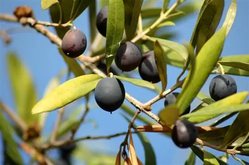 Pourquoi certaines olives sont-elles de couleur noire ? arrière-plans