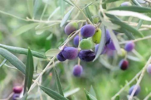 Buah pohon zaitun