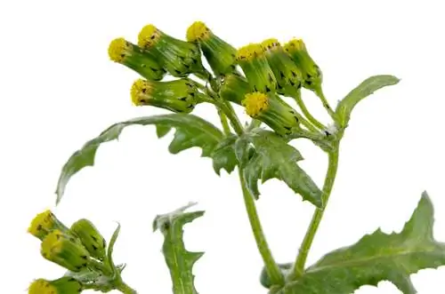 Ragwort σε ρόκα: Πόσο επικίνδυνο είναι το μπέρδεμα;