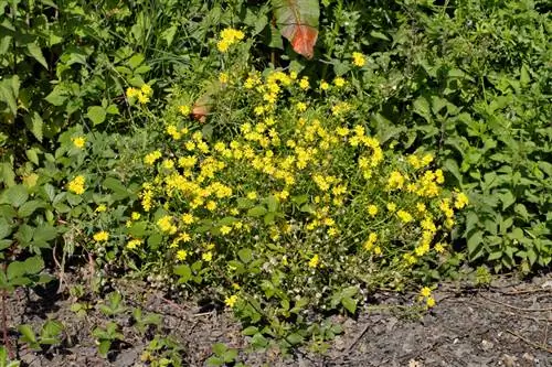 Bestryding van ragwort: effektiewe metodes en wenke