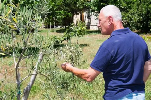 Locația măslinului