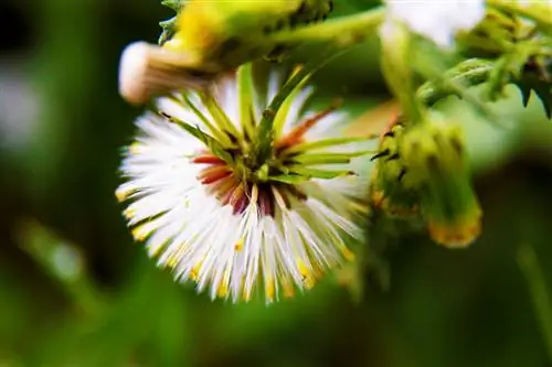 Anong mga uri ng groundsel ang nariyan at paano ko makikilala ang mga ito?