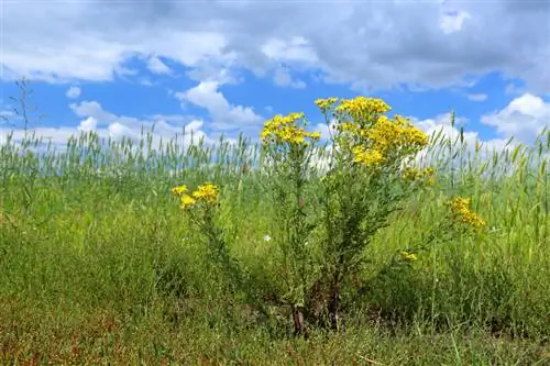 Poisonous Ragwort: Kev phom sij ntawm kev tsis meej pem thiab kev pheej hmoo