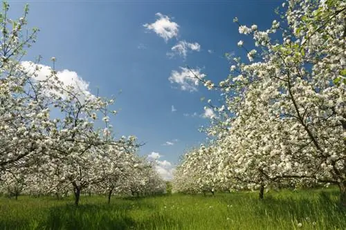 Een appelboom uitdunnen: waarom is het belangrijk en hoe werkt het?