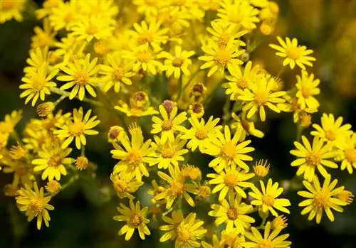 Pom Ragwort: Cov yam ntxwv tseem ceeb thiab qhov sib txawv