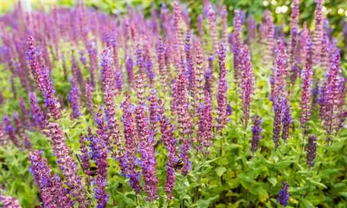 Tagliare la salvia delle steppe: consigli per una crescita sana