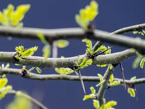 Gleditschie kəsmək: bunu nə vaxt və necə düzgün etmək olar