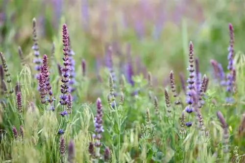 Salvia delle steppe resistente all'inverno: ecco come prepararla