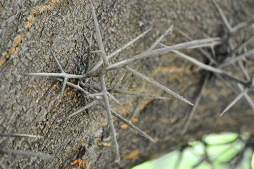 Doringlose Gleditschie: Interessante feite en gewilde variëteite